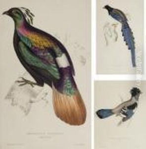 Birds From The Himalaya Mountains
