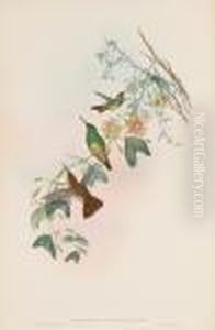 From A Monograph Of The Trochilidae, Or Family Of Humming-birds