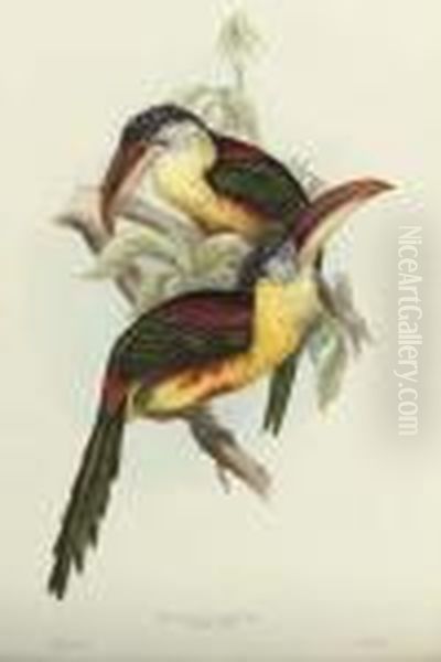 Red-breasted Toucan; Cayenne 
Aracari; Lemon-rumped Toucan; Grey-breasted Aracari; Humboldt's Aracari;
 Osculant Toucan; Chestnut-eared Aracari; Peacock Groove-bill Aracari; 
Natterer's Aracari; Reinwardt's Aracari; Grooved-bill Aracari; 
Curl-crested - view 1