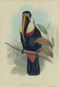 Ramphastos Inca Ramphastos Inca