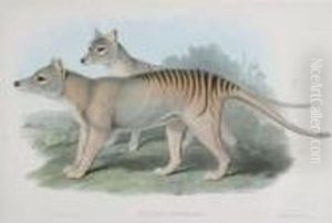 Thylacinus Cynocephalus (tasmanian Tiger) Thylacinus Cynocephalus (tasmanian Tiger)