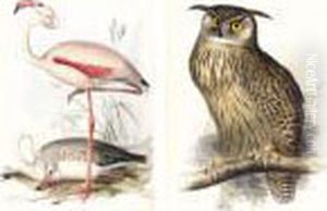 The Birds Of Europe