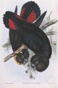 The Birds Of Australia