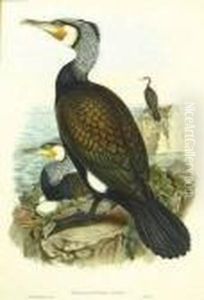 C. Richter. Phalcrocorax Carbo