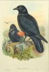 C. Richter. Corvus Corone