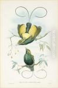 Ornithological Studies