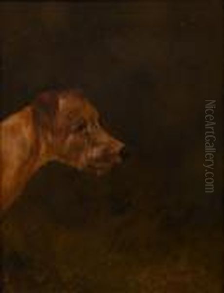 Irish Terrier - view 1