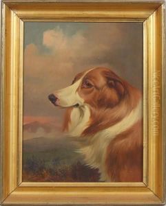 Portrait Of A Collie Dog