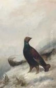 A Capercaille by Colin Graeme Roe