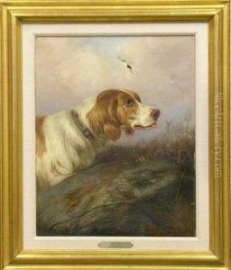 'beauty', A Setter by Colin Graeme Roe