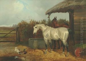 A Bay And Grey Horse In A Stable Yard With Ducks