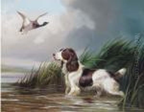 A Spaniel Putting A Mallard Up - view 1
