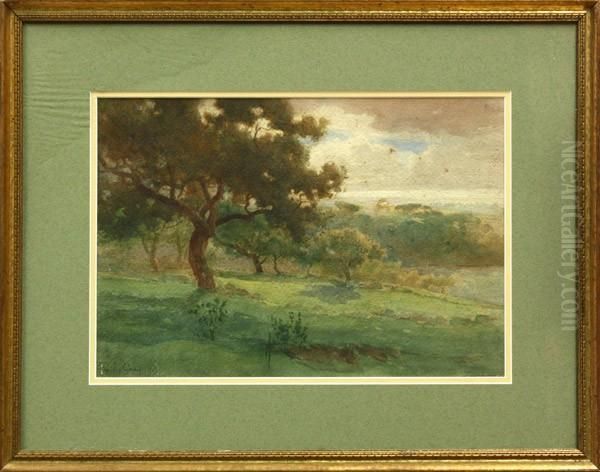 California Oak - view 1