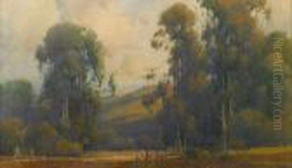 Eucalyptus Trees, Marin County - view 1