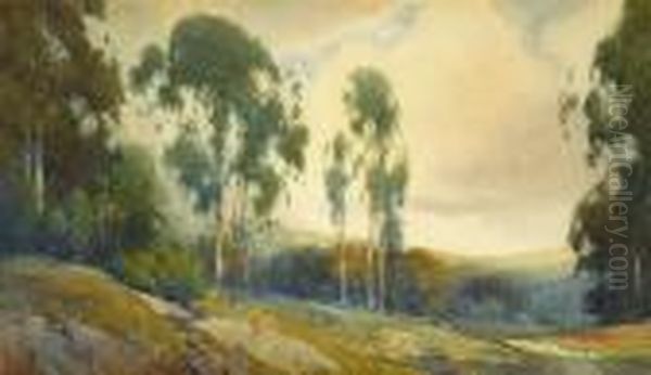 Eucalyptus In Burlingame, California - view 1