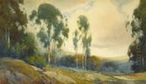 Eucalyptus In Burlingame, California