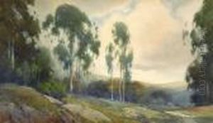 Eucalyptus In Burlingame
