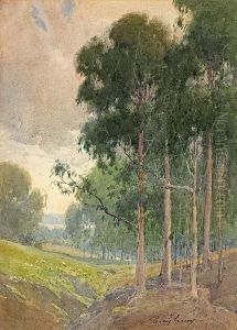 Eucalyptus By A Shallow Ravine