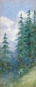 Pine Trees Pine Trees