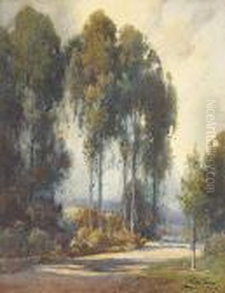 Shadowed Path Through The Eucalyptus Trees - view 1