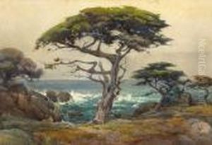 Seaside Cypress, Monterey by Percy Gray
