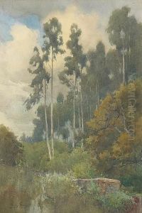 A Grove Of Eucalyptus