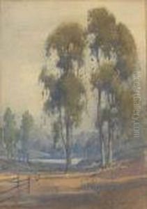 A Stand Of Eucalyptus With An Old Fence In The Foreground by Percy Gray