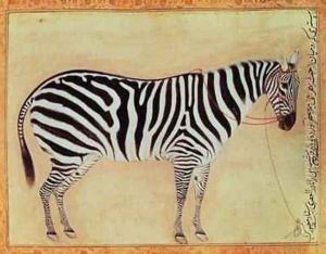 Zebra from the Minto Album Mughal 1621