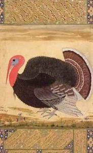 A turkey-cock brought to Jahangir from Goa in 1612 by (Ustad Mansur) Mansur