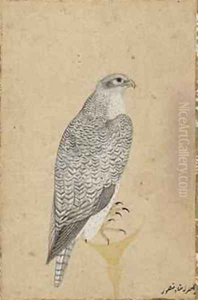 Portrait of a Falcon from Northern India 1619 - view 1