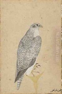 Portrait of a Falcon from Northern India 1619 by (Ustad Mansur) Mansur