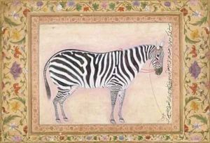 Zebra from the Minto Album 1621
