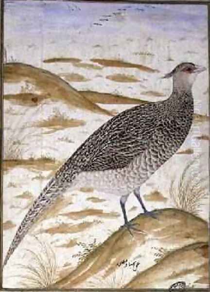 Himalayan cheer pheasant - view 1