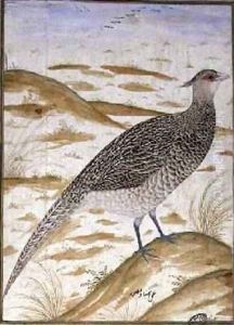 Himalayan cheer pheasant by (Ustad Mansur) Mansur