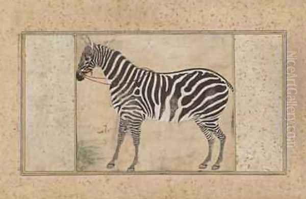 Zebra from Northern India - view 1