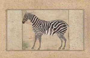 Zebra from Northern India