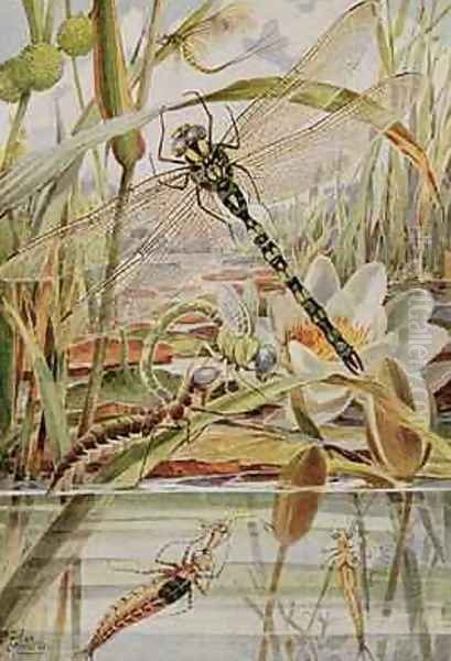 Dragonfly and Mayfly illustration from Stories of Insect Life - view 1