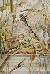 Dragonfly and Mayfly illustration from Stories of Insect Life by Louis Fairfax Muckley