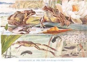 Development of the Frog illustration from Country Days and Country Ways by Louis Fairfax Muckley