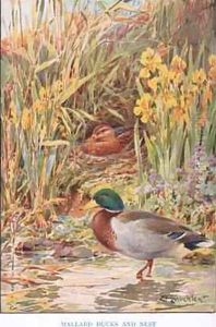 Mallard Ducks and Nest illustration from Country Days and Country Ways by Louis Fairfax Muckley