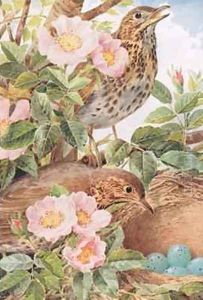 Song Thrushes with Nest illustration from Country Days and Country Ways 1940s by Louis Fairfax Muckley