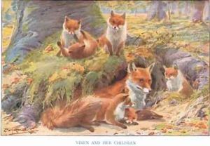 Vixen and her Children illustration from Country Ways and Country Days by Louis Fairfax Muckley
