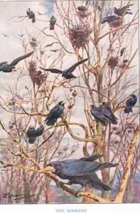 The Rookery illustration from Country Ways and Country Days by Louis Fairfax Muckley