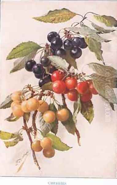 Cherries illustration from Country Days and Country Ways - view 1