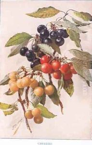 Cherries illustration from Country Days and Country Ways by Louis Fairfax Muckley