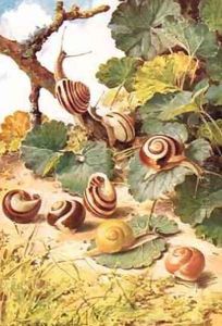 Land Snails illustration from Country Days and Country Ways by Louis Fairfax Muckley