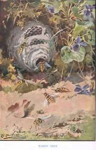 Wasps Nest illustration from Country Ways and Country Days by Louis Fairfax Muckley