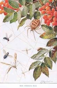 The Spiders Webb illustration from Country Ways and Country Days by Louis Fairfax Muckley