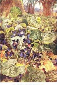 Violets in the Beechwood illustration from Country Ways and Country Days by Louis Fairfax Muckley