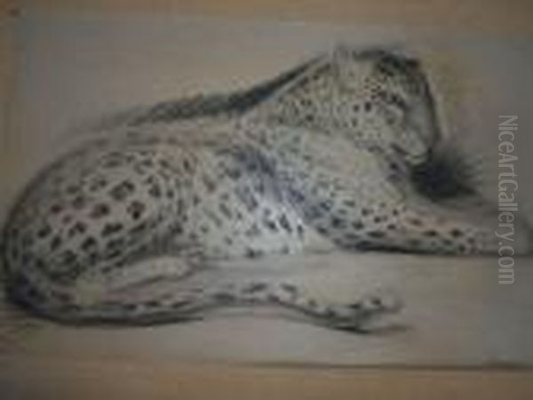 Le Guepard Allonge. - view 1